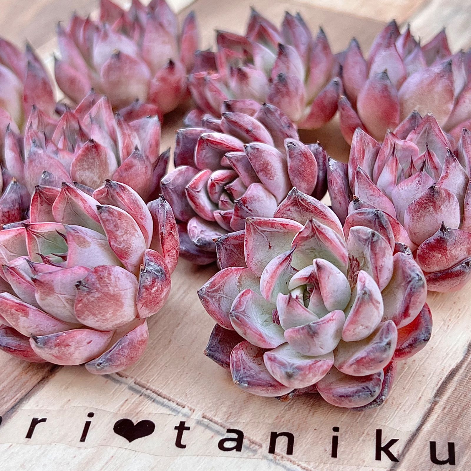 多肉植物 ブラックスワン 韓国苗 - メルカリ