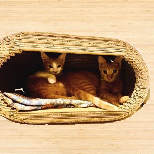 ダンボール猫ちぐら