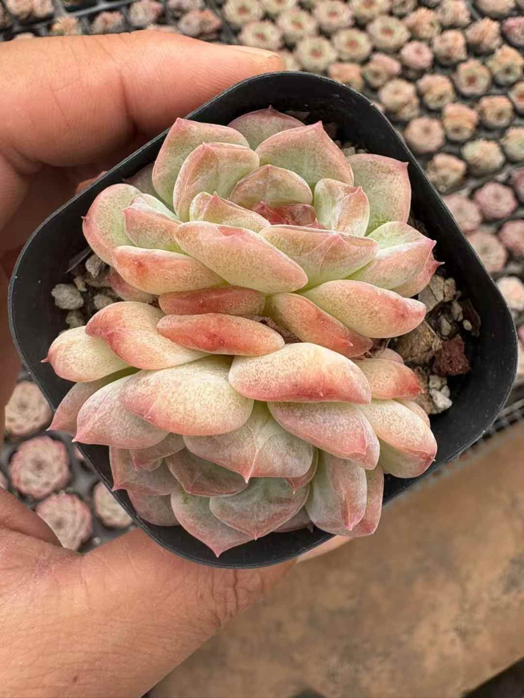 50株の抜き苗セット アイスハート2頭 多肉植物 佐川急便発送 エケベリア 韓国苗 XJB645