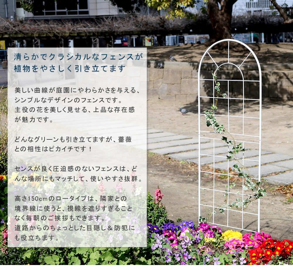 バラ 朝顔