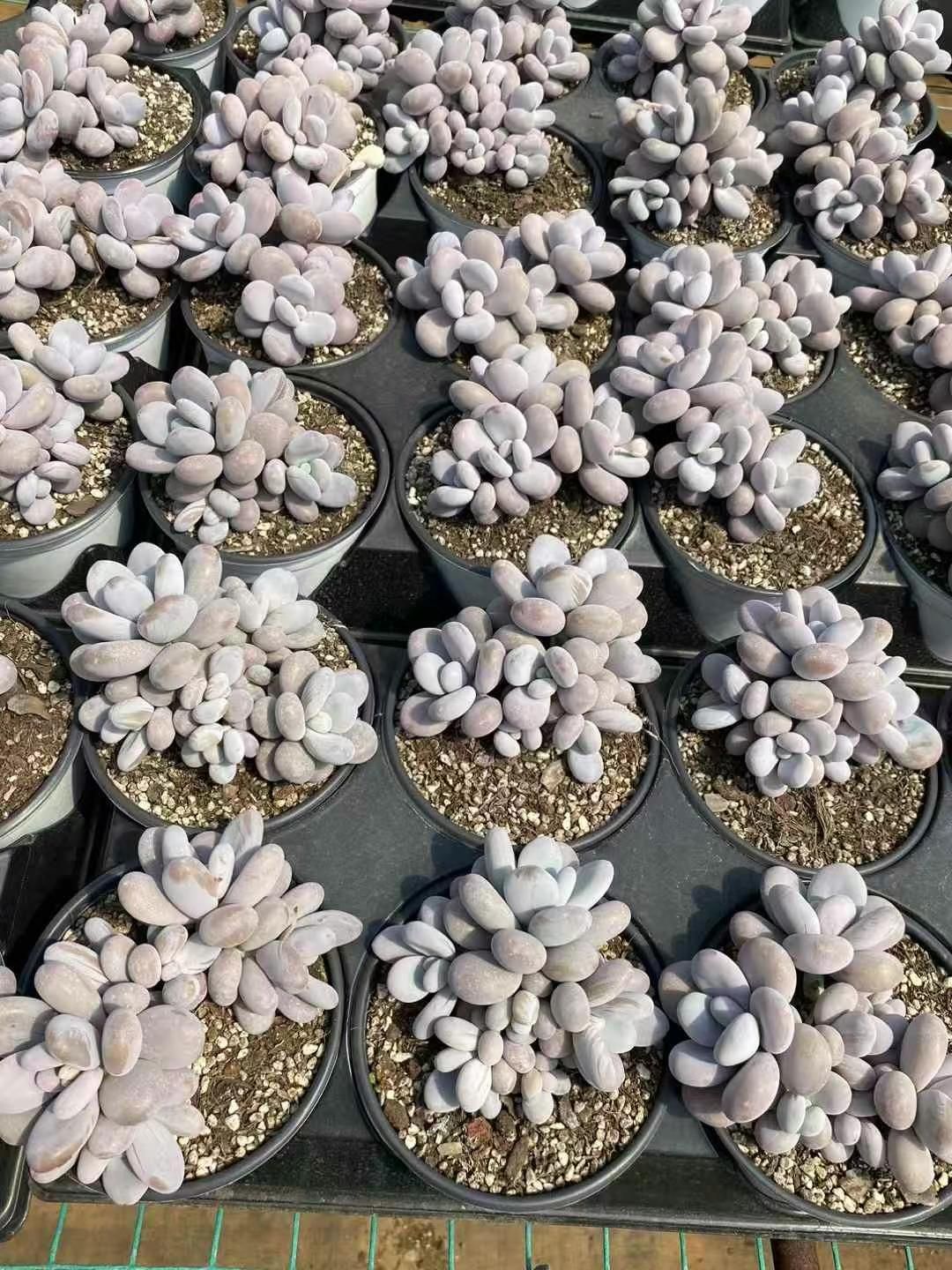 Prizum 特大 (韓国苗) Prizum 特大 (韓国苗)