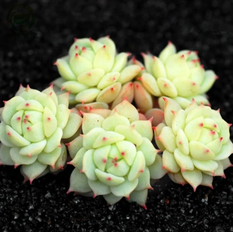 お得な9苗セット！cozさん・韓国苗　札付き・メルカリ便発送！ お得な9苗セット！cozさん・韓国苗 札付き・メルカリ便発送！ 2025