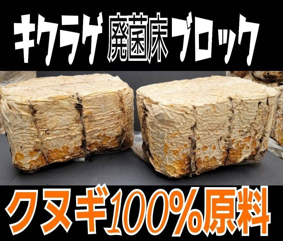 キクラゲ廃菌床【3ブロック】クワガタの産卵に！発酵マットに埋め込