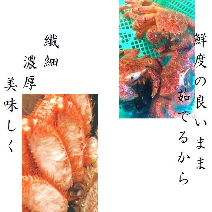 【ジャンボ！】特大毛蟹　1尾（800～900ｇサイズ）　北海道産　ボイル　付け足　毛がに　けがに　ケガニ　母の日　父の日　お中元　お歳暮　フードロス　蟹　かに　毛がに