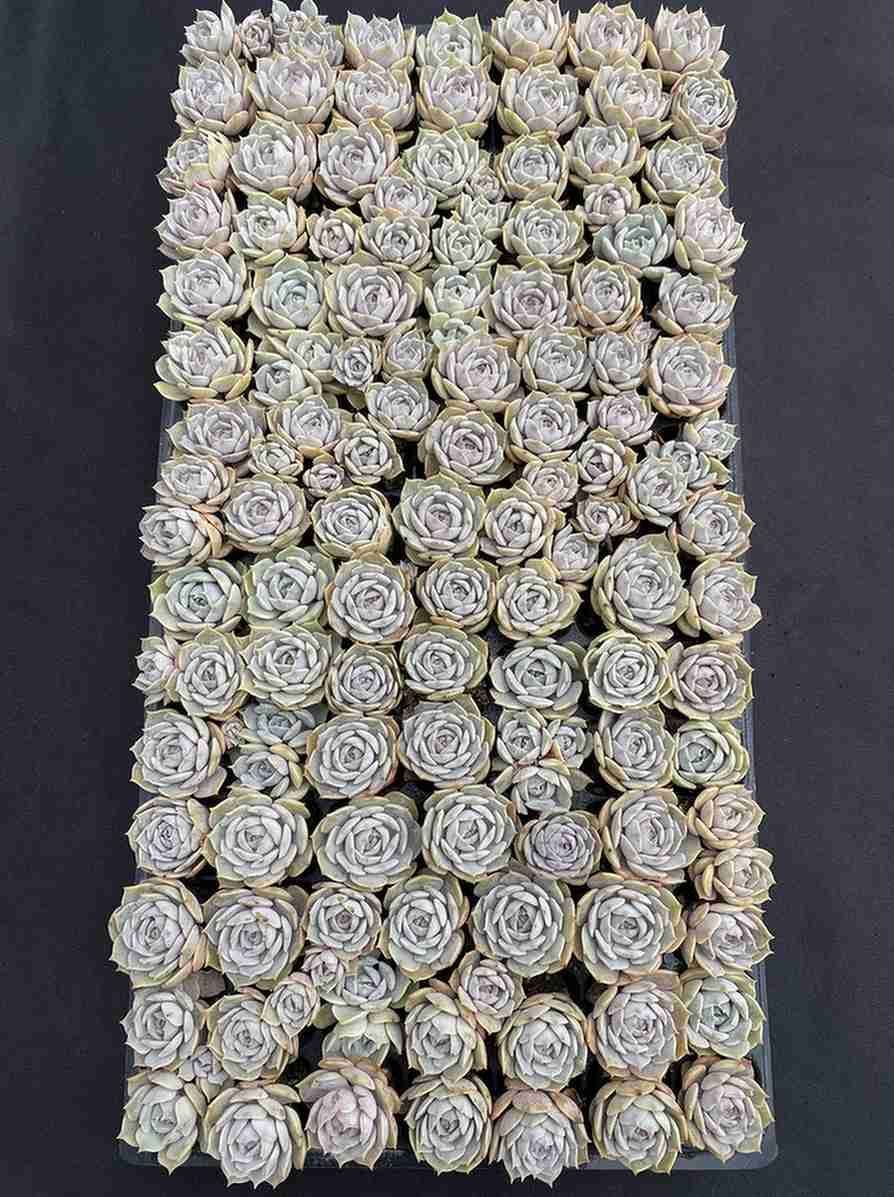 新発売 105苗 ミルクアイス 土と根付き 多肉植物 エケベリア 韓国苗