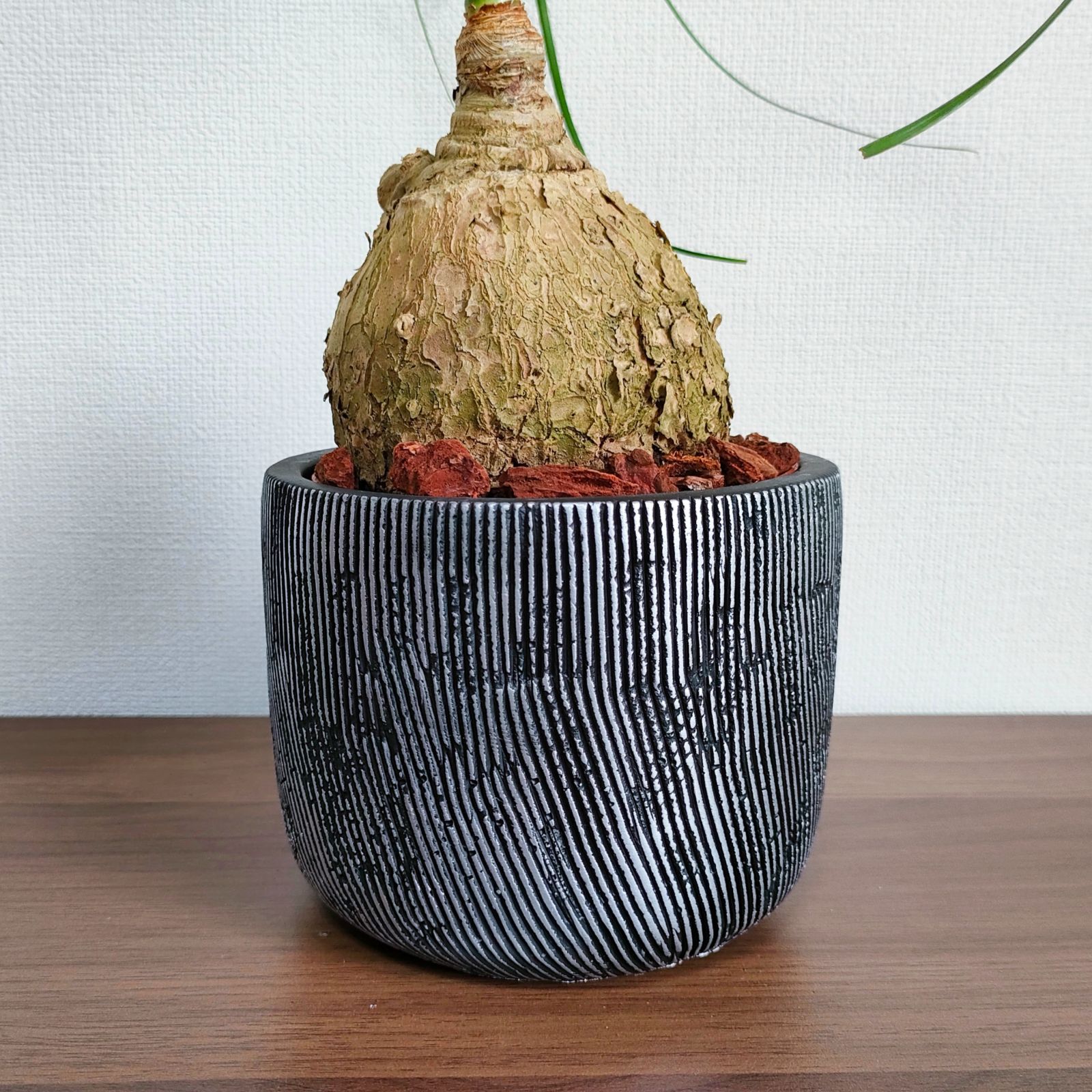 現品・即納・ギフト可】トックリラン ポニーテール ノリナ 陶器鉢入り