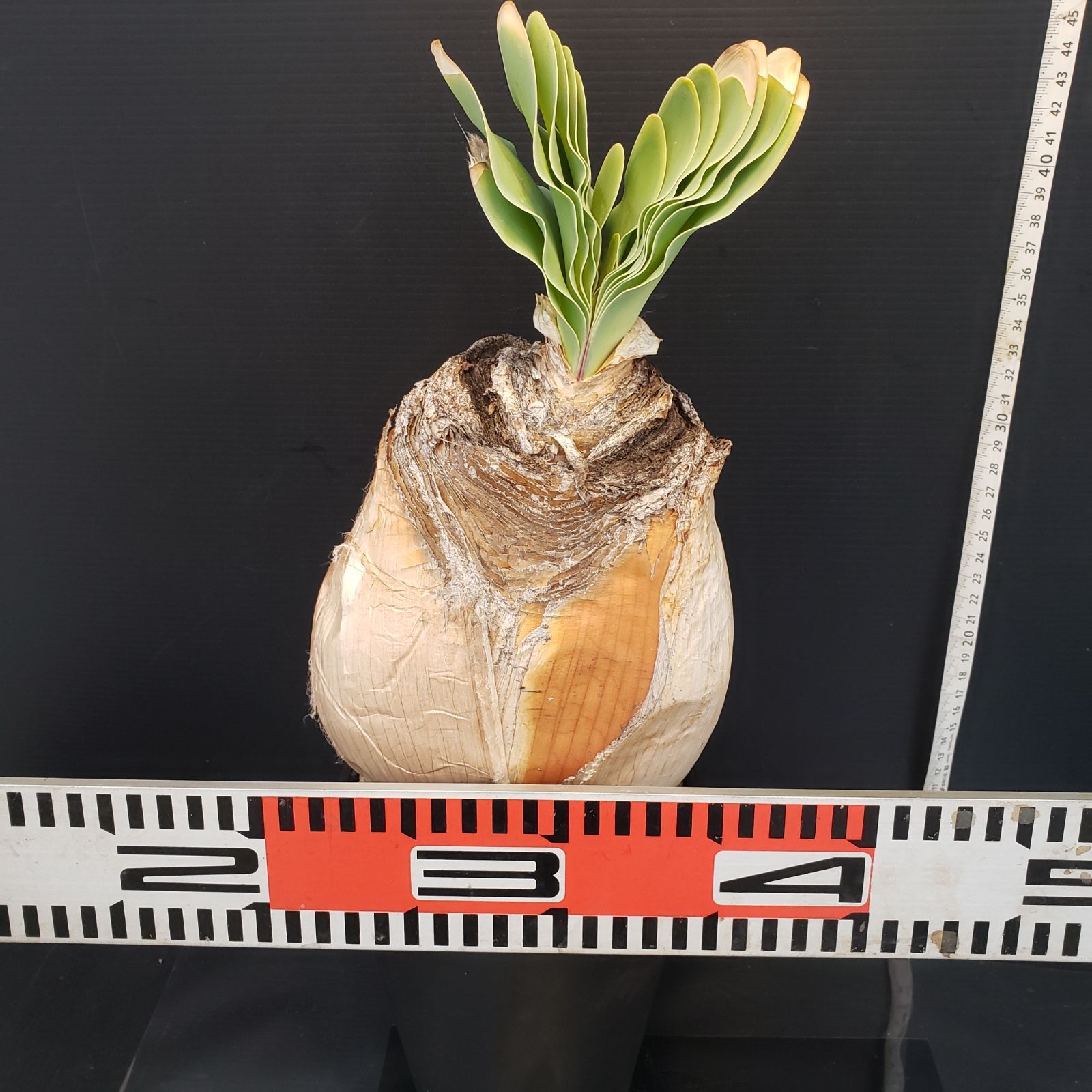 発根済 ブーファン ハエマンソイデス 現地株 検塊根植物 サボテン 発根済 ブーファン ハエマンソイデス 現地株 検塊根植物 サボテン