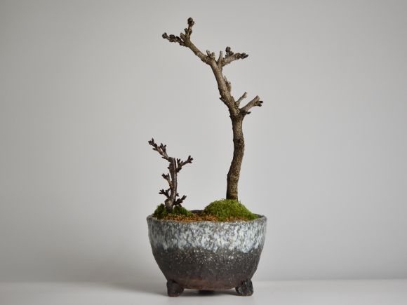 桜と藤の寄植え盆栽