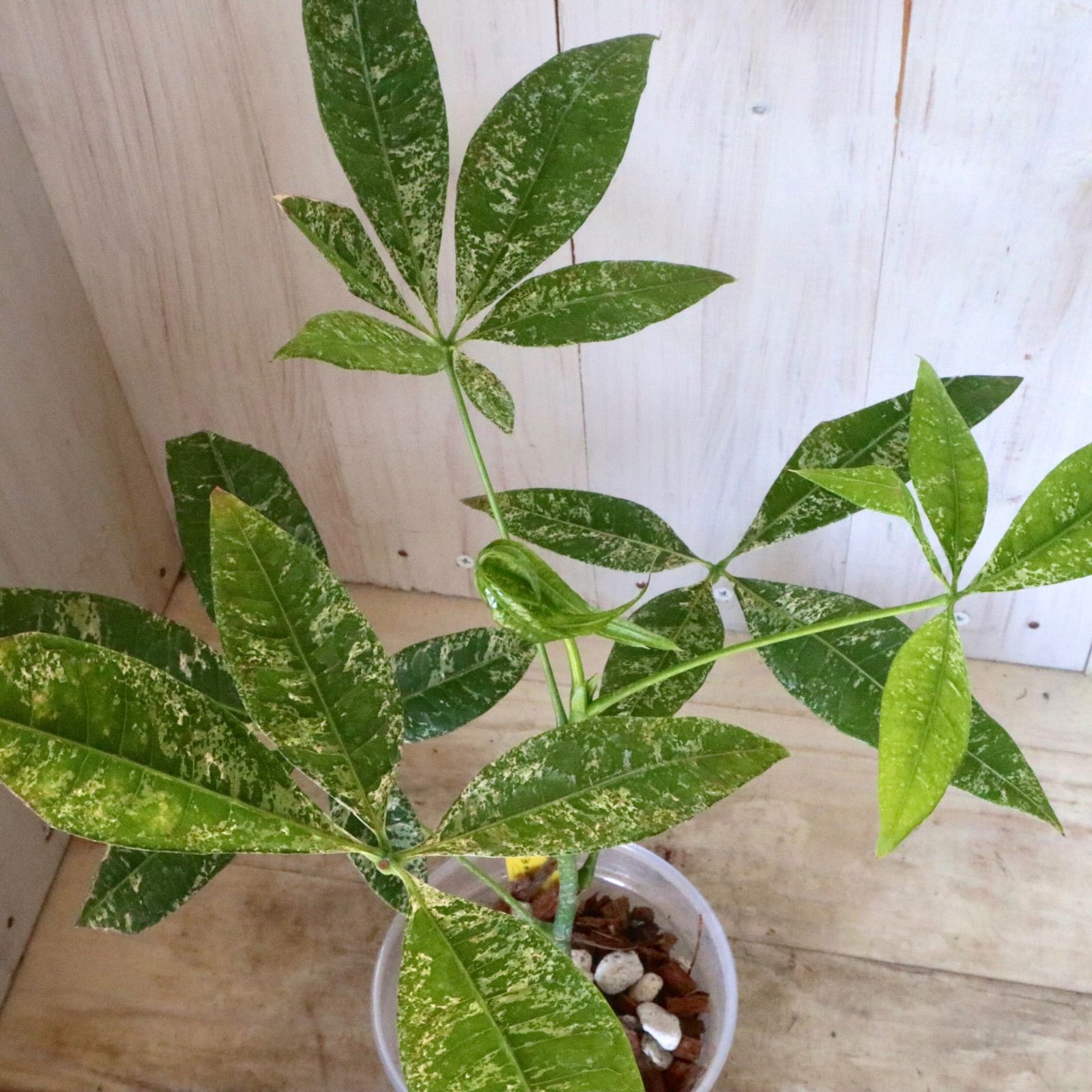 安い 実生苗♡斑入り♡パキラ♡ミルキーウェイ♡希少♡