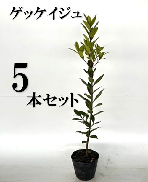 5本セット ゲッケイジュ樹高1.0m前後15cmポット