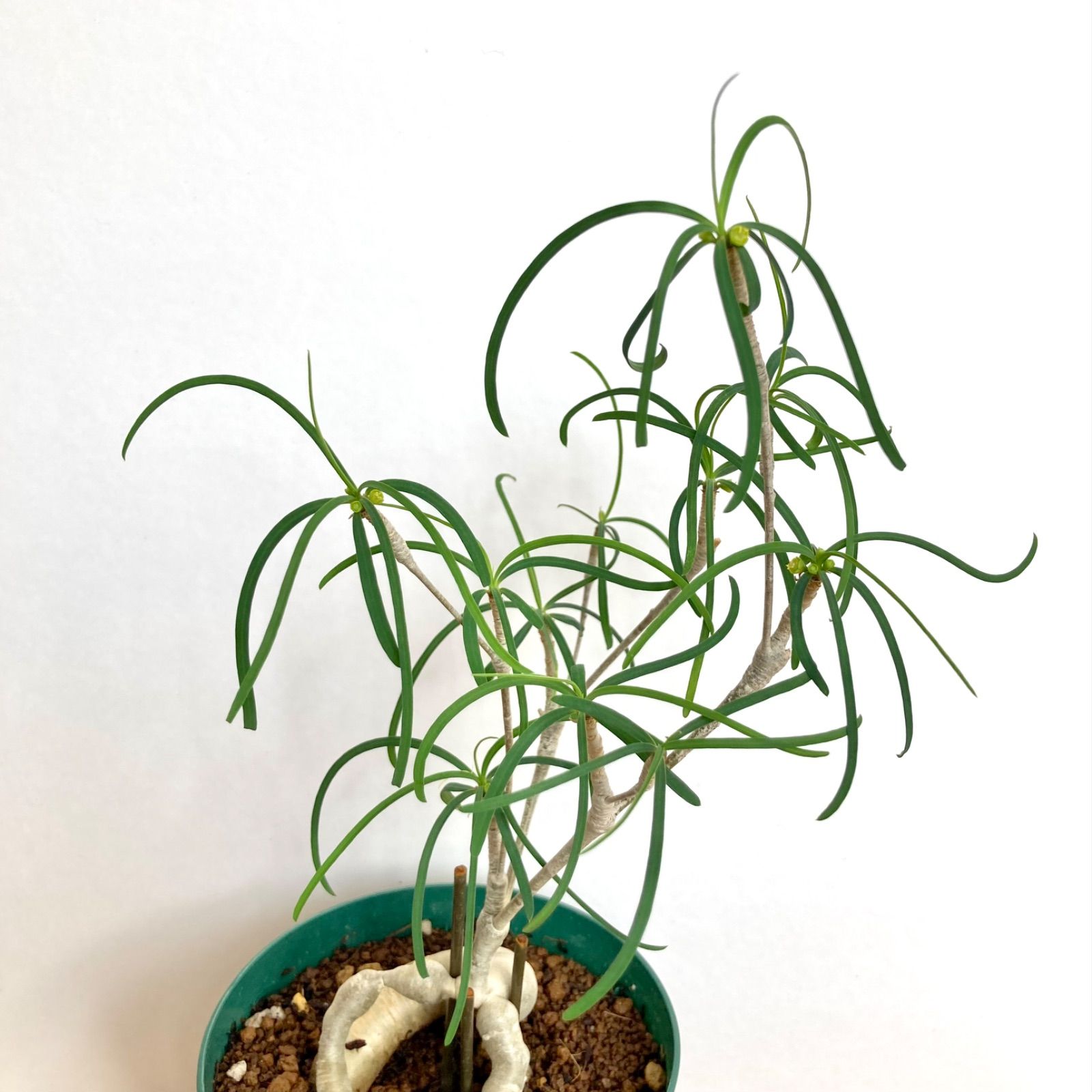 ユーフォルビア ヘディオトイデス / 塊根植物 コーデックス 多肉