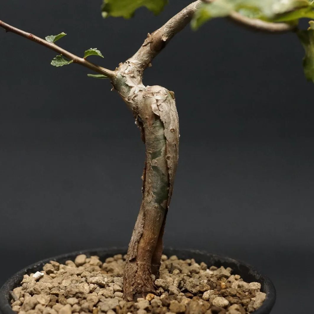 Commiphora wightii