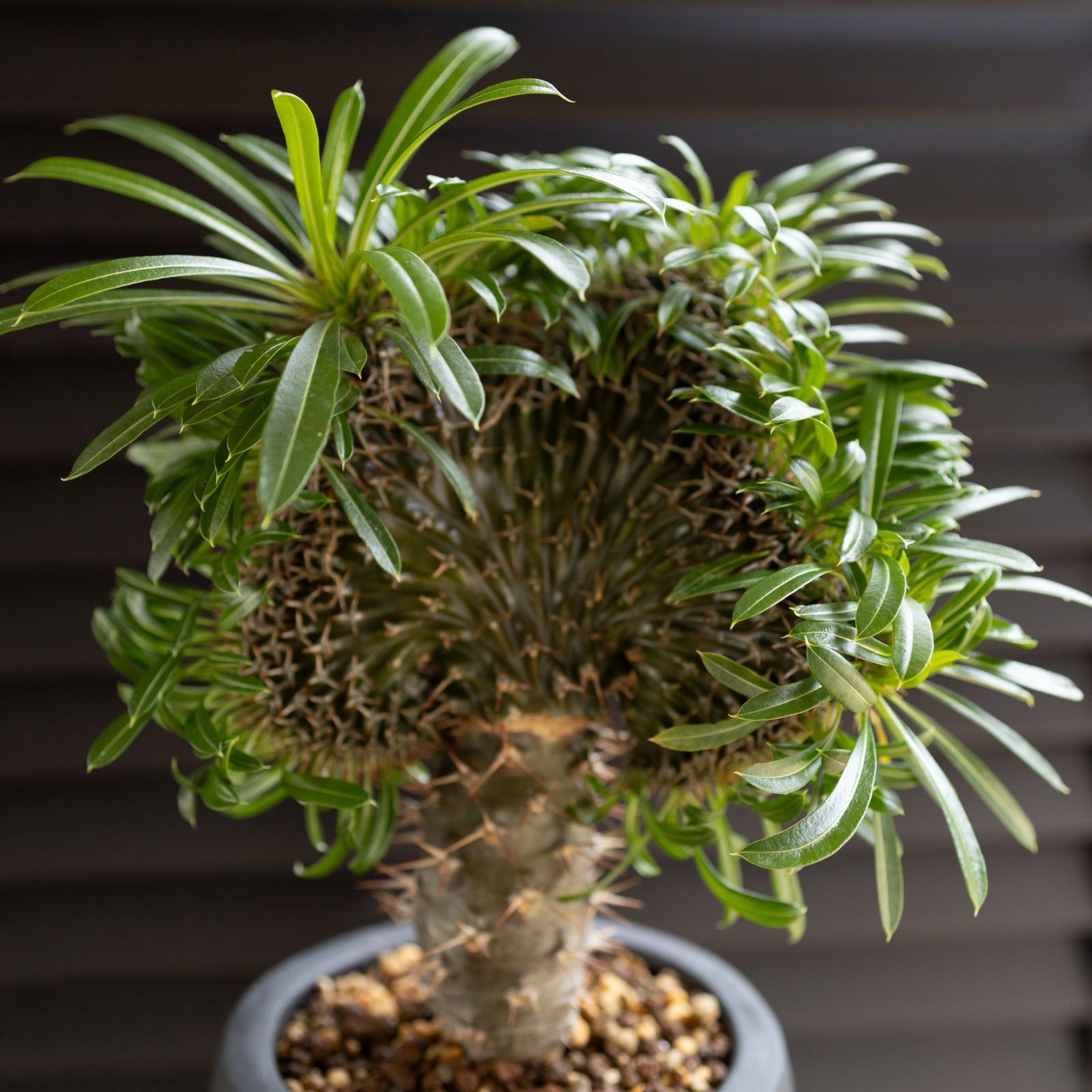 パキポディウム・棘無しラメリー 綴化/盆栽、多肉植物、塊根植物