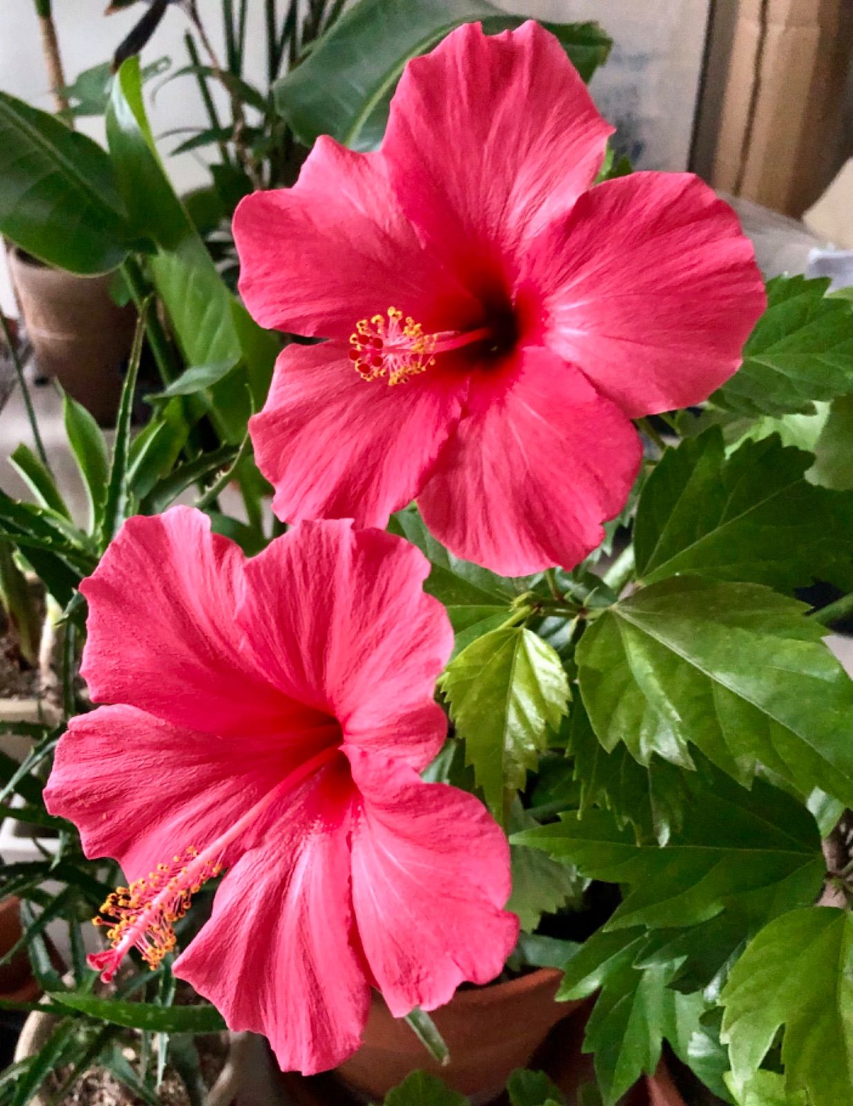 ハイビスカス大苗　希少　レッド　イエロー ハイビスカス大苗 希少 レッド イエロー 園芸ネット本店｜[送料無料