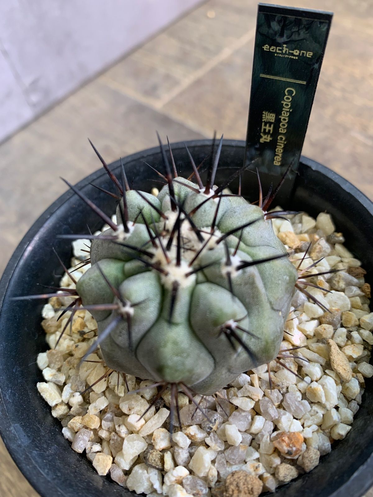 86. 多肉植物 ラウリンゼ×ミニマ 680円【抜き苗】 86. 多肉植物