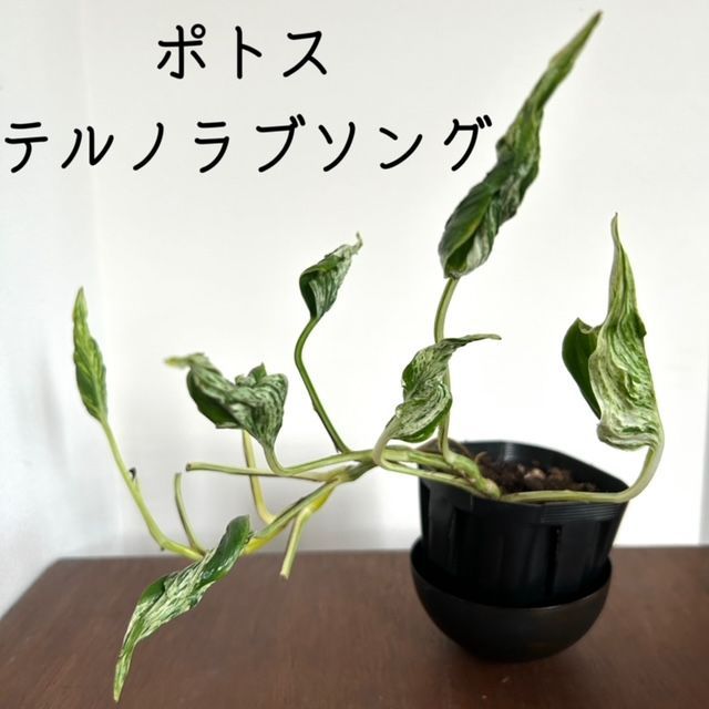 新種 ポトス テルノ ラブソング 希少 逸品‼️鉢ごと - 植物/観葉植物