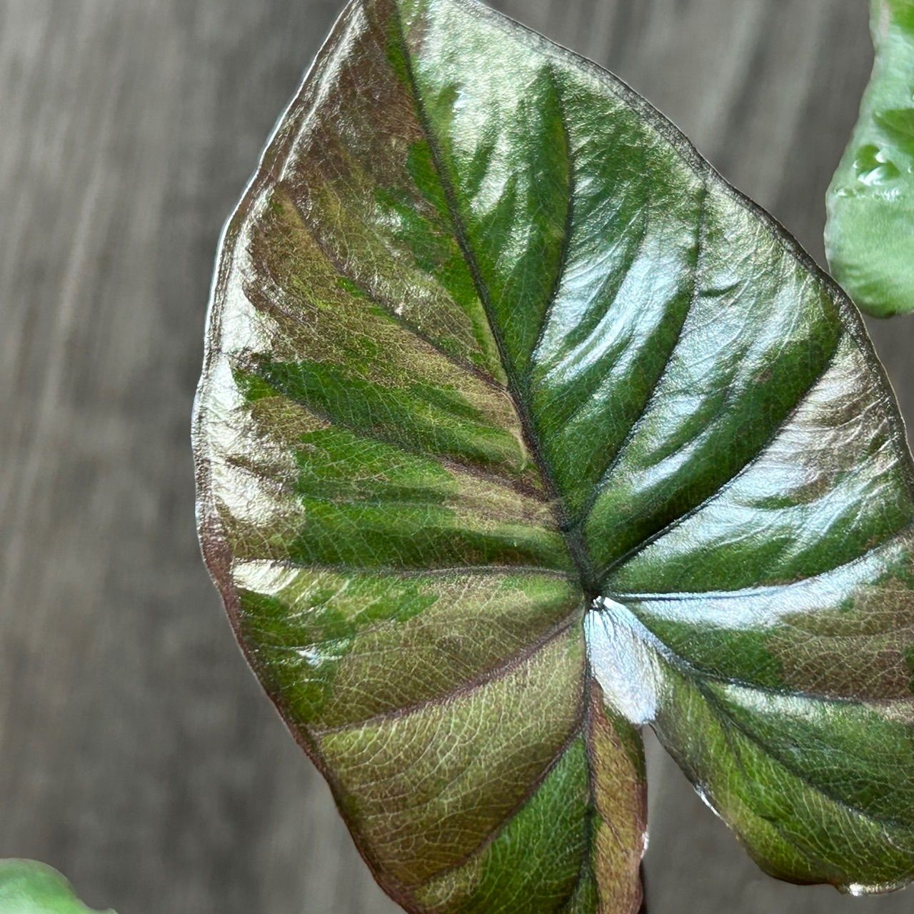 Alocasia serendipity pink variegated アロカシア