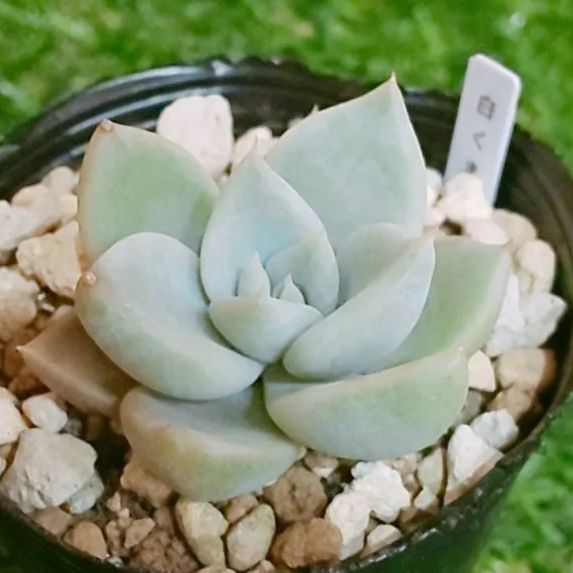 多肉73　バニラココ　札付き　ポットごとメルカリ便 多肉73 バニラココ 札付き ポットごとメルカリ便 壱】プロフ確認