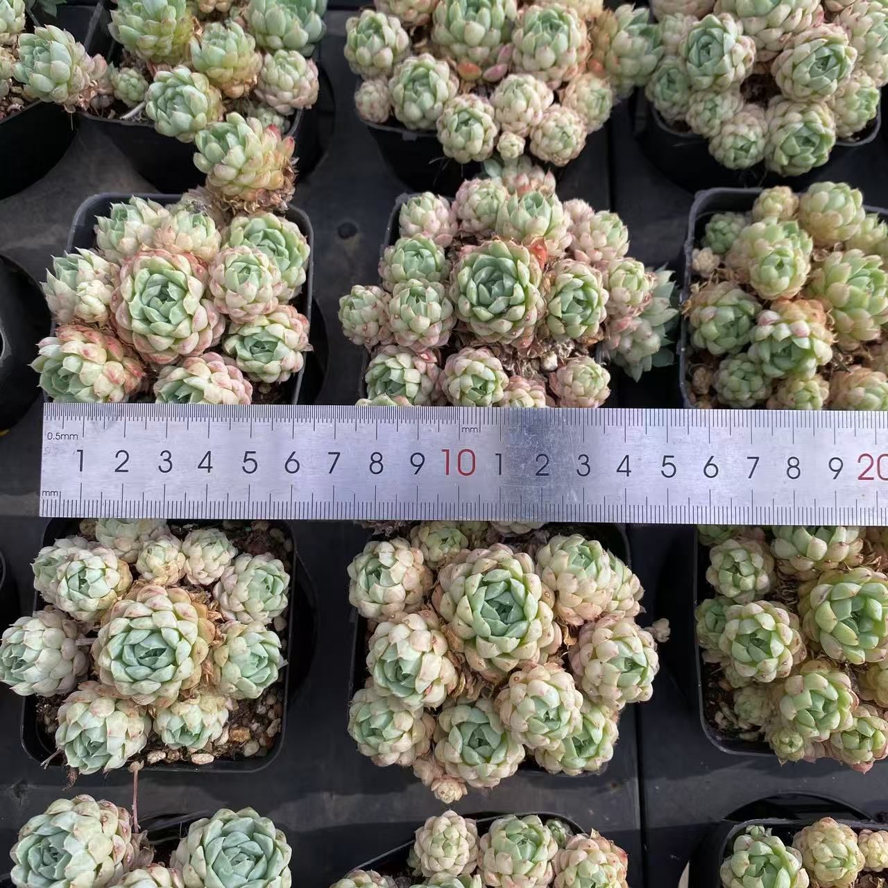 と*ん様 群生 ロココ W56×18鉢 抜き苗 多肉植物 エケベリア サボテン