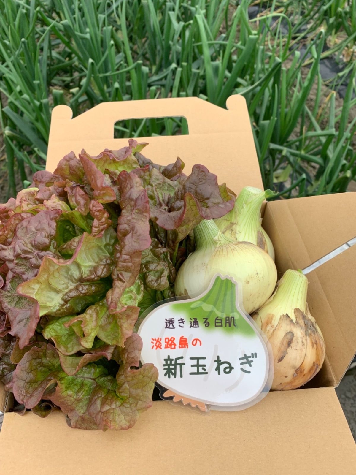 大放出セール】 野菜 玉ねぎ 訳ありかも新玉ねぎ4kgシャーロットオニオン 今が旬 産地直送 megjc.gov.jm