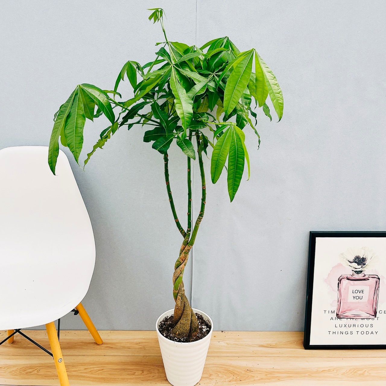 現品］33番 パキラ 編み込み 7号 観葉植物 室内 大型 おしゃれ