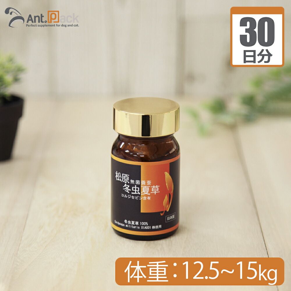 楽天市場】光触媒 光の楽園 フレッシュパキラ95【インテリア フェイク