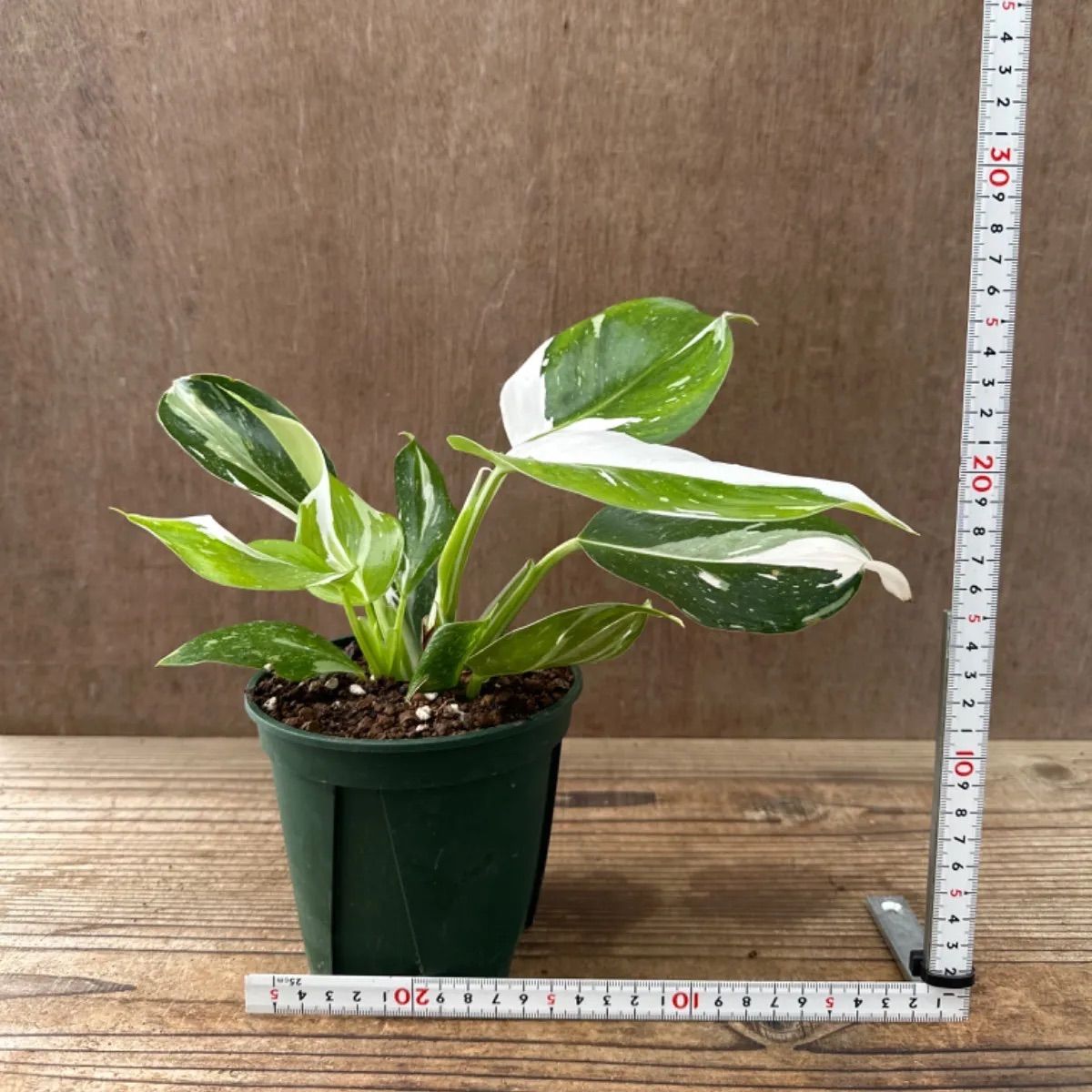 フィロデンドロン 5種類 5点セット 現品 Philodendron フィロデン