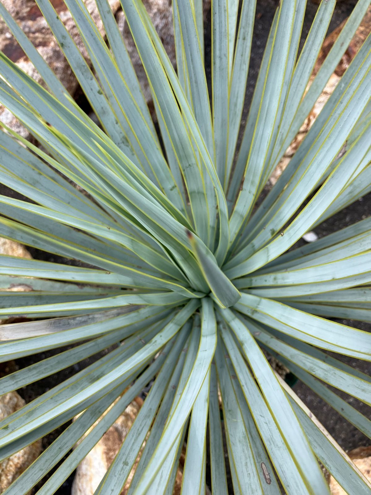 ロストラータ 良株