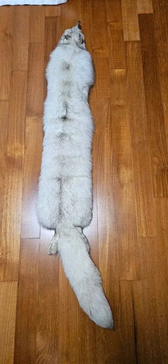 超特大！最高級☆毛皮 ブルーフォックス きつねの襟巻き 剥製 リアル