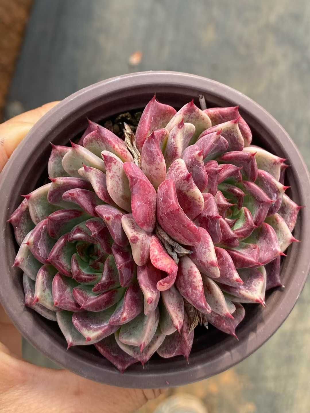 18株の抜き苗セット】ブラックプリンス群生 多肉植物 佐川急便発送