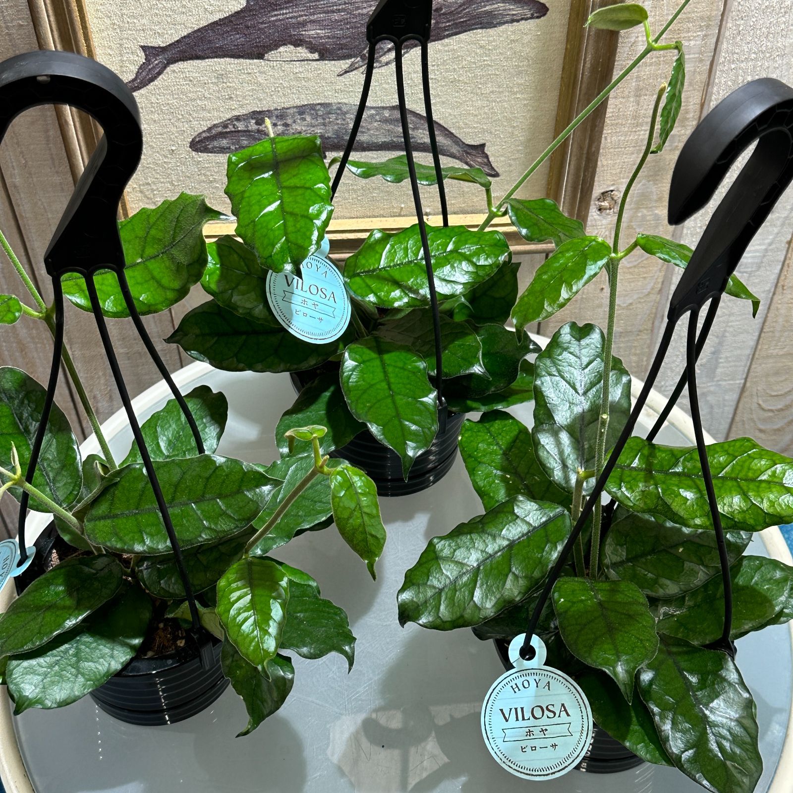観葉植物 ホヤ ビローサ 4号 吊り(現品) インテリア カワイイ 可愛い