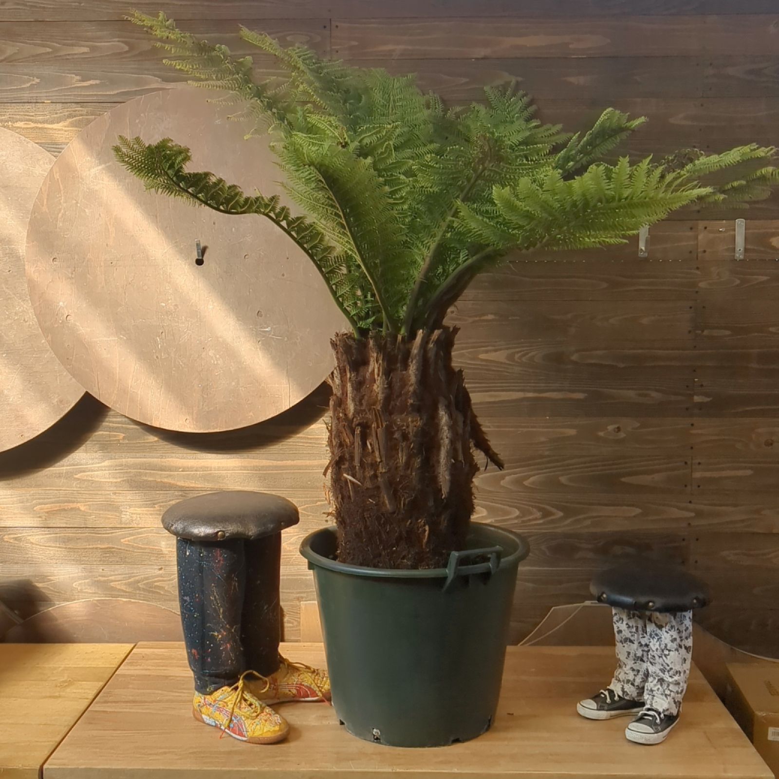 ディクソニア・アンタルクティカ【 超極太 】鉢のまま発送 B