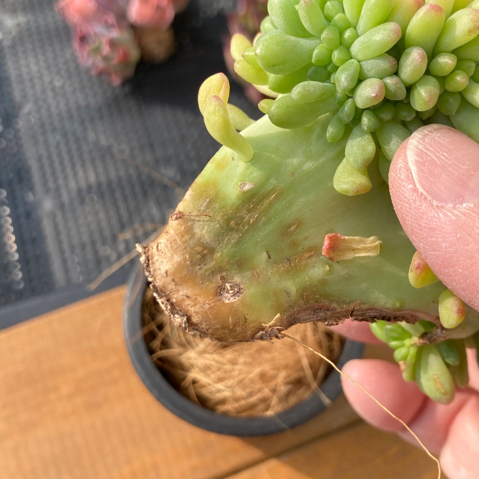 新入荷】エケベリア アリス エヴァンス綴化 多肉植物韓国苗