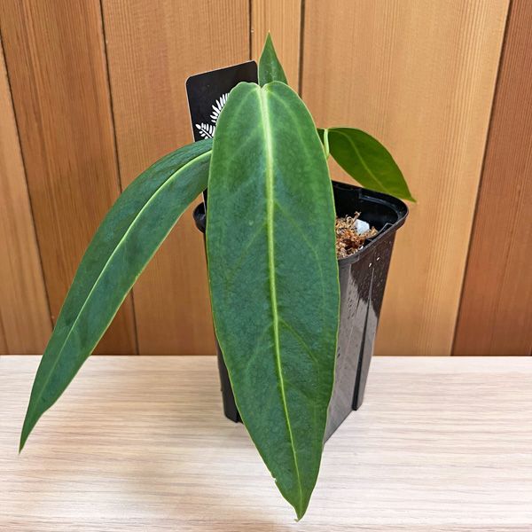 アンスリウム ワロクアーナム ダークナロー warocqueanum 美株