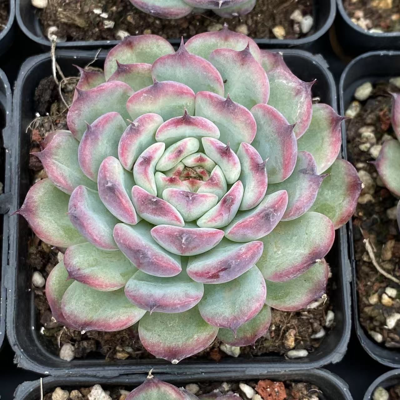 RC2034×54 ヒメレン 抜き苗 多肉植物 アエオニウム エケベリア