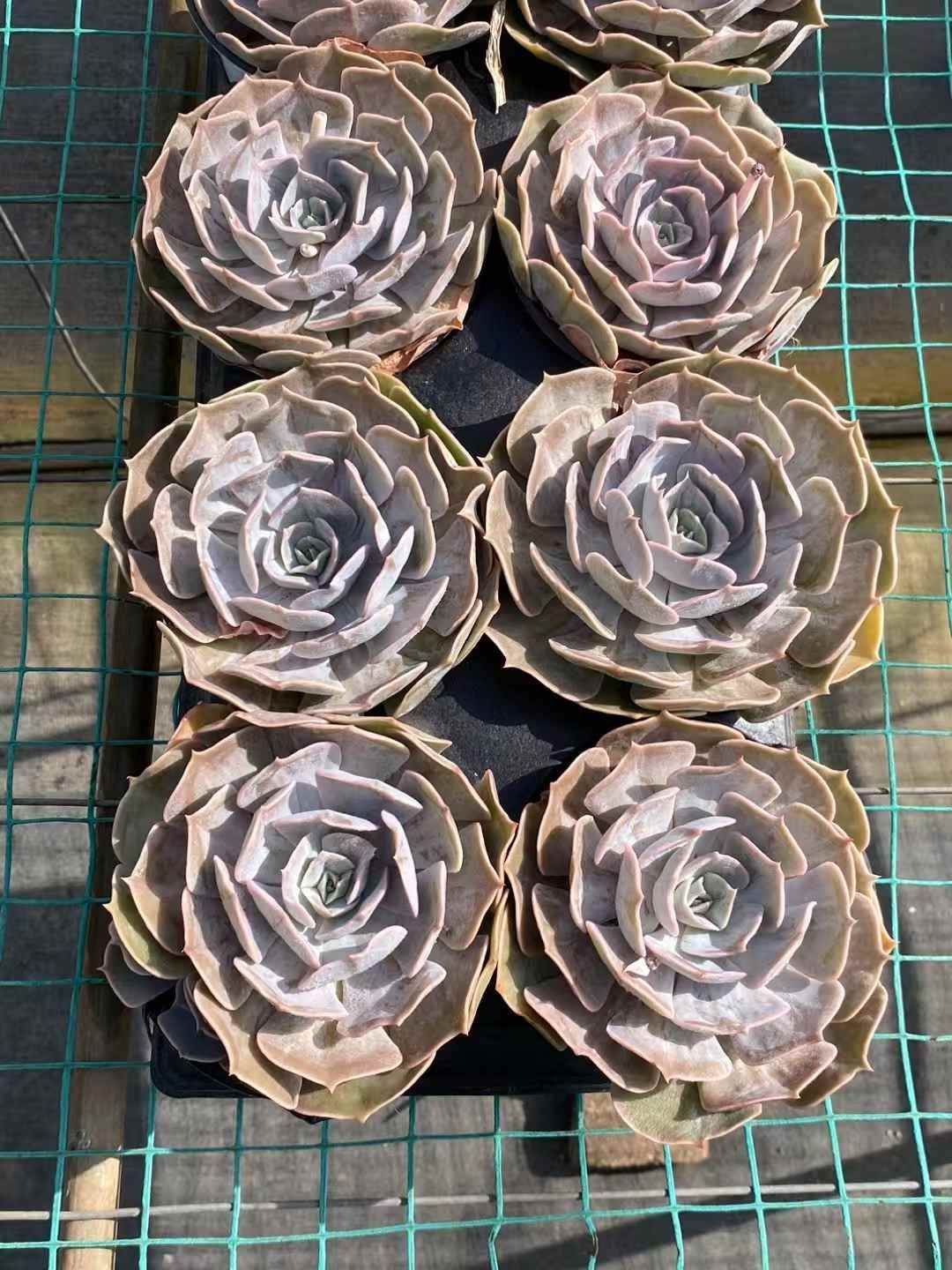 抜き苗 スターリーナルシナ MY171×15株 ふっくら 多肉植物 エケベリア