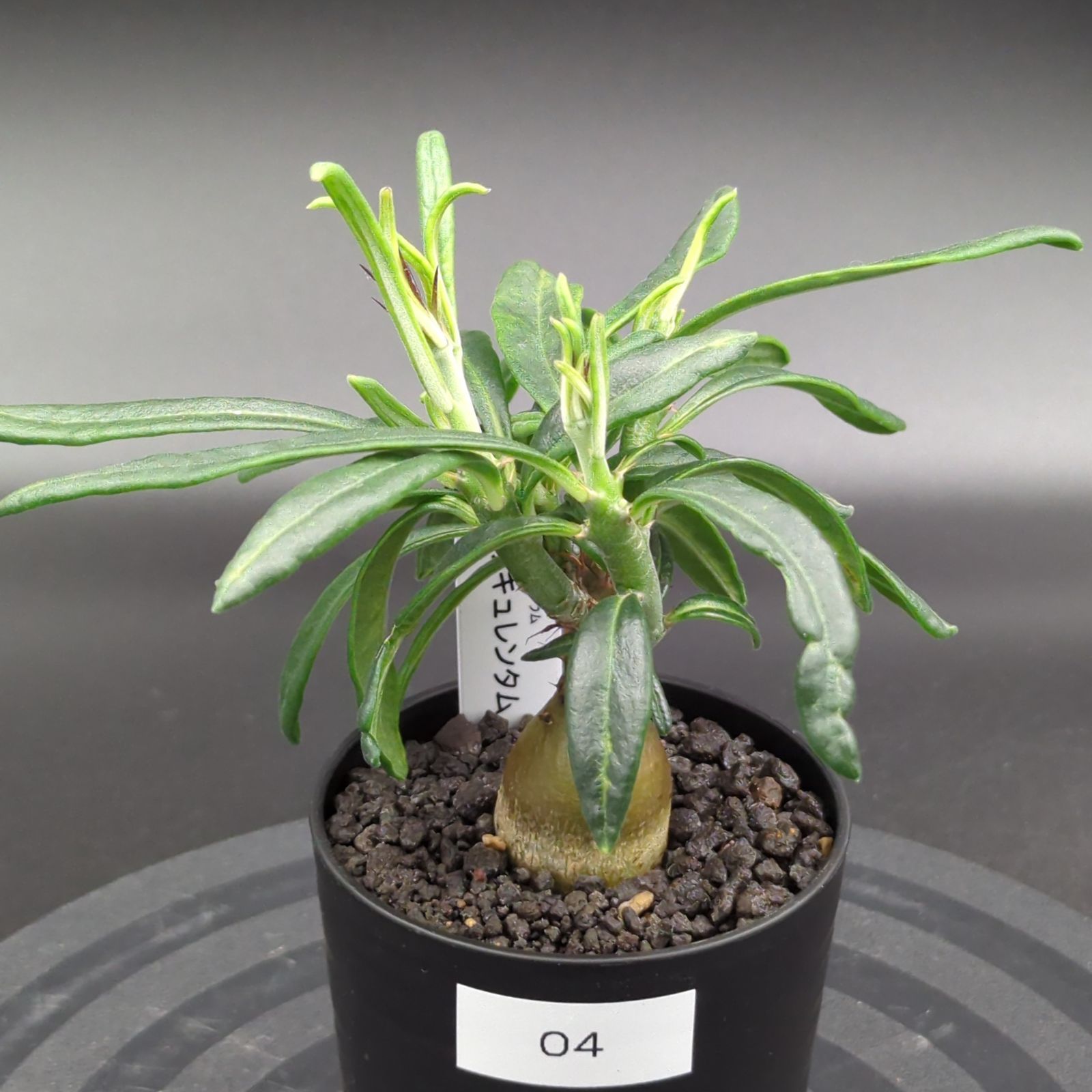 パキポディウム・サキュレンタム (実生株) - メルカリ