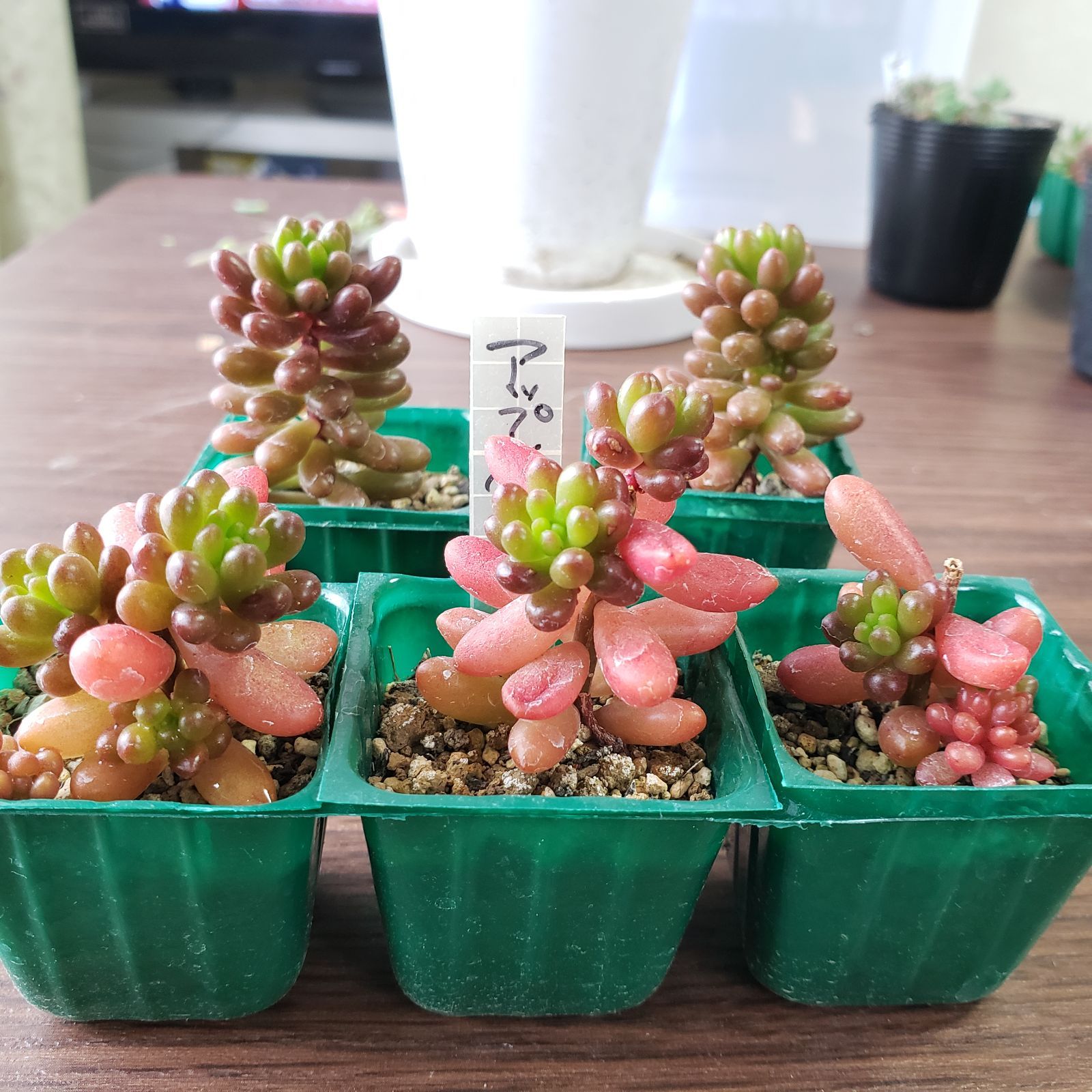 アップルベリー 多肉植物 セダム 多肉植物_セダム_アップルベリー｜🍀GreenSnap（グリーンスナップ）