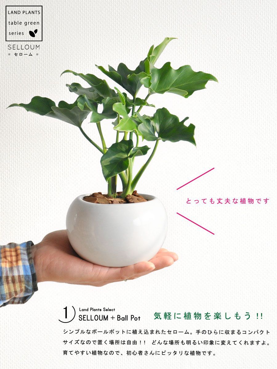 宮下将太 (SHOTA MIYASHITA)テラコッタ植木鉢 受け皿付き 宮下将太 / Shota Miyashita 宮下将太 (SHOTA MIYASHITA