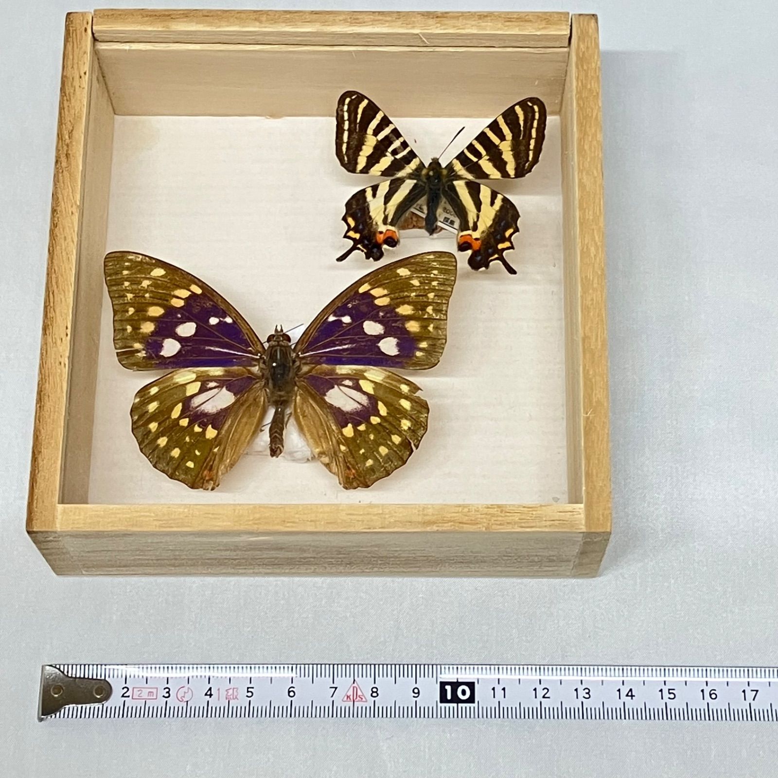 蝶 標本 2種 北海道産オオムラサキ・長野県木島平村産ギフチョウ