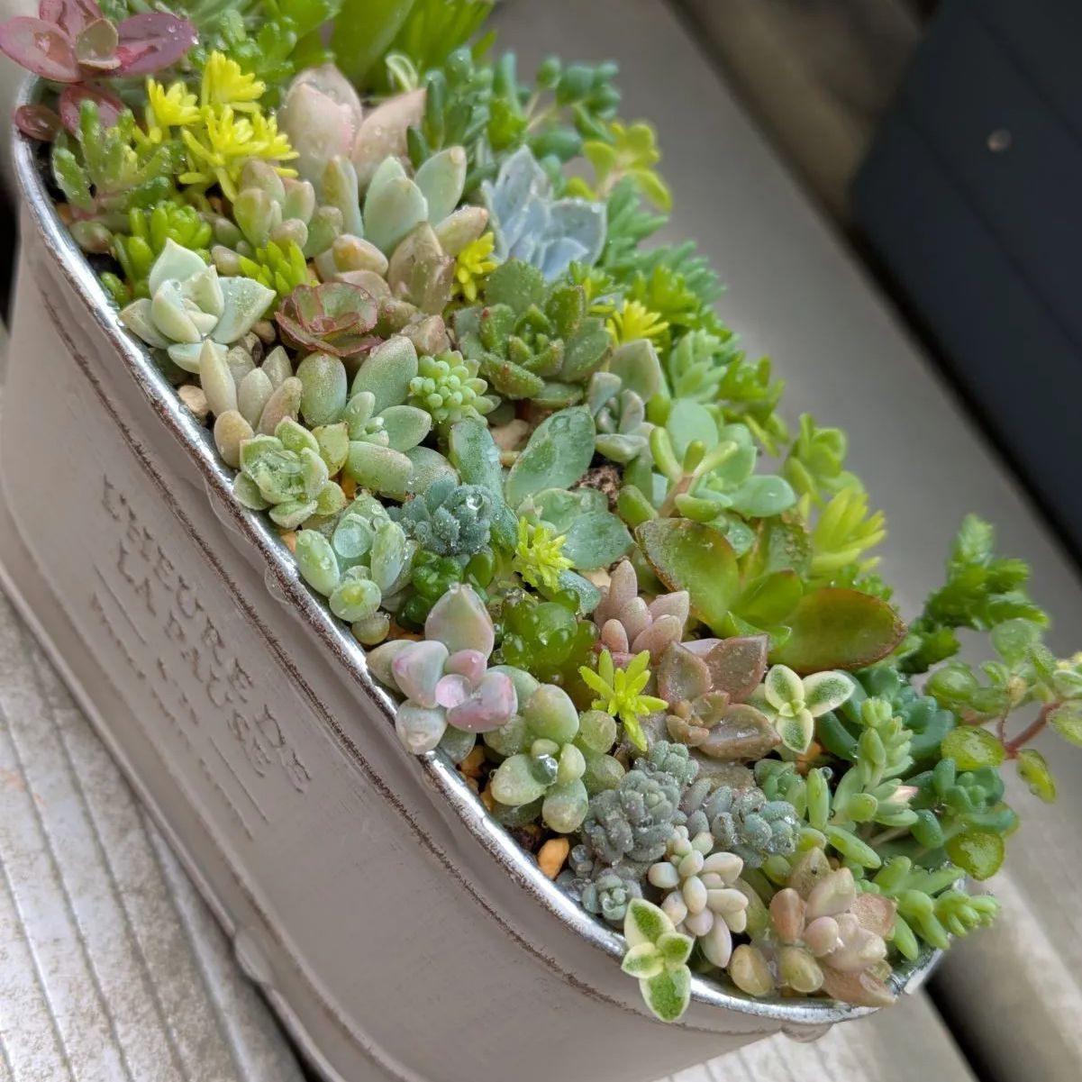 多肉植物 カット苗 春の寄せ植えセット ⑧ 母の日 - メルカリ