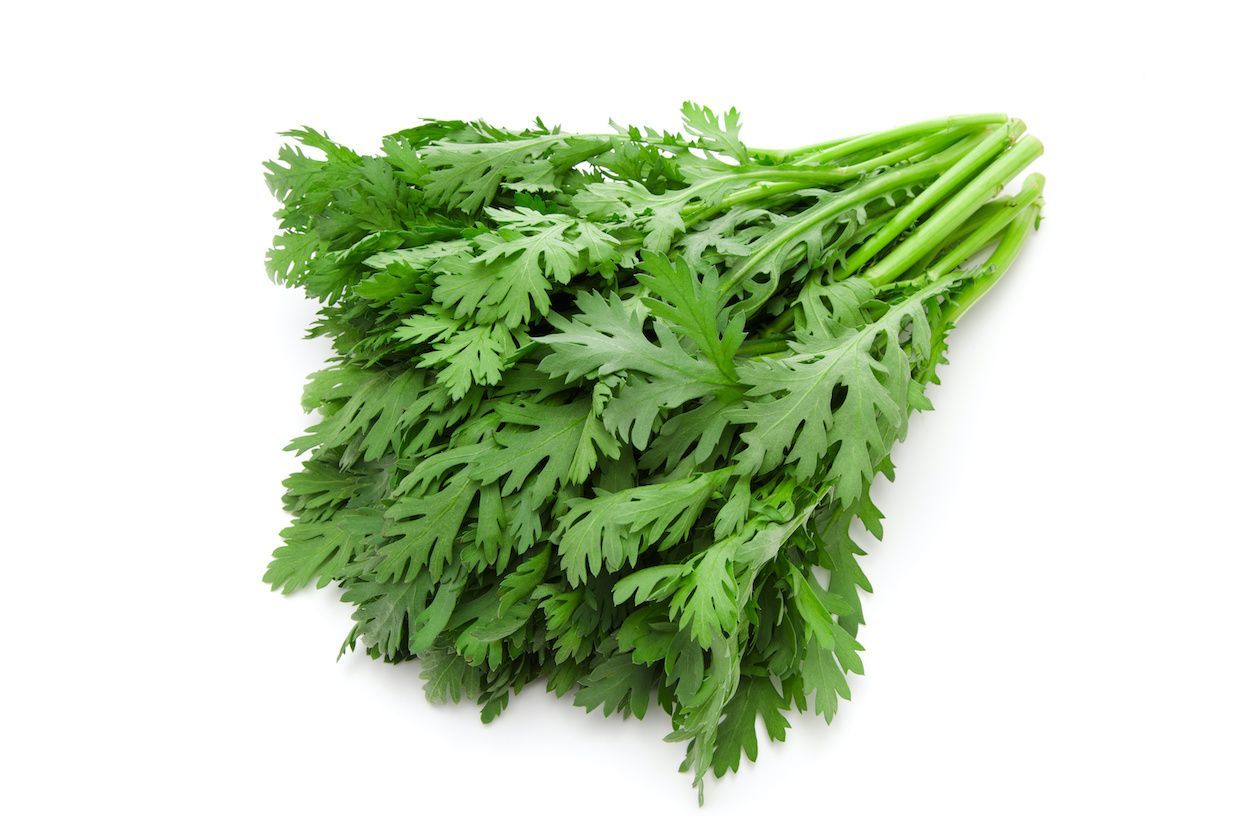 高知県産春菊350g20束入 2