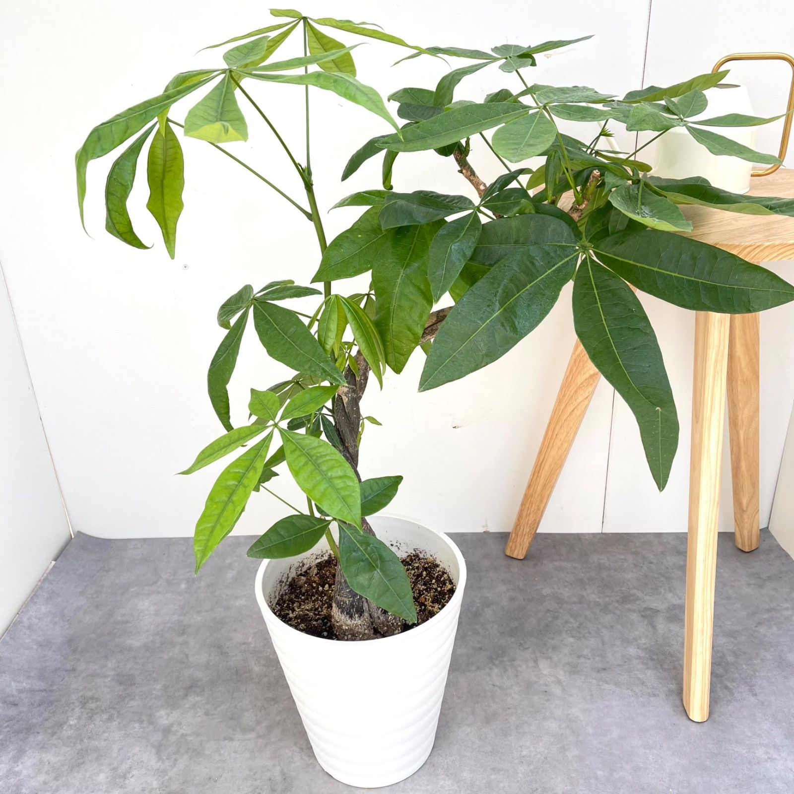 パキラ ねじり 2 現品 観葉植物 室内 大型
