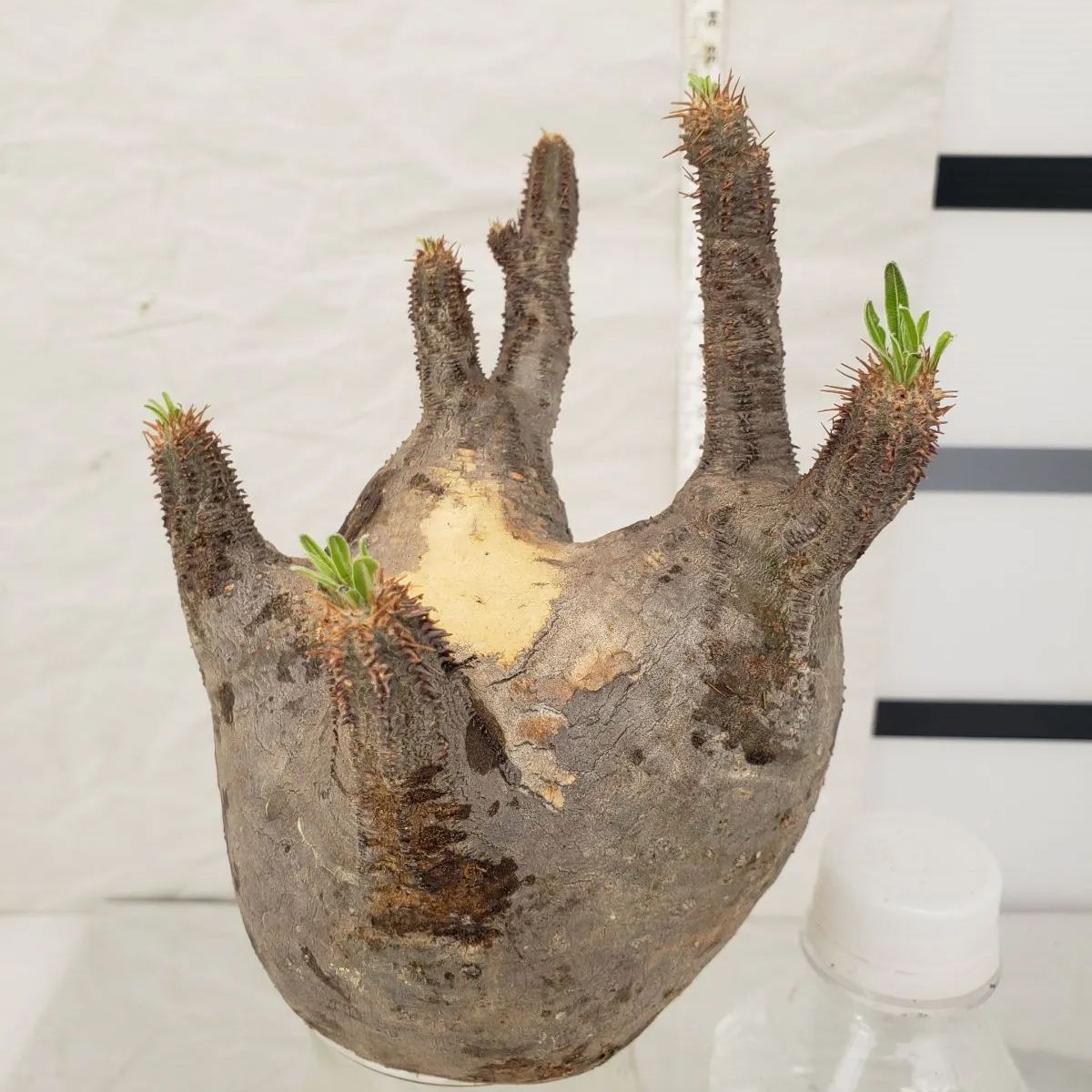 P112【最新到着】Pachypodium グラキリス（MS)（現地球・抜き苗）【塊根植物】 - メルカリ