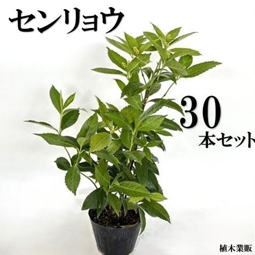 30本セット センリョウ樹高0.4m前後15cmポット