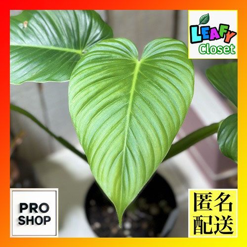 観葉植物 フィロデンドロン Philodendron alatiundulatum 3.5号