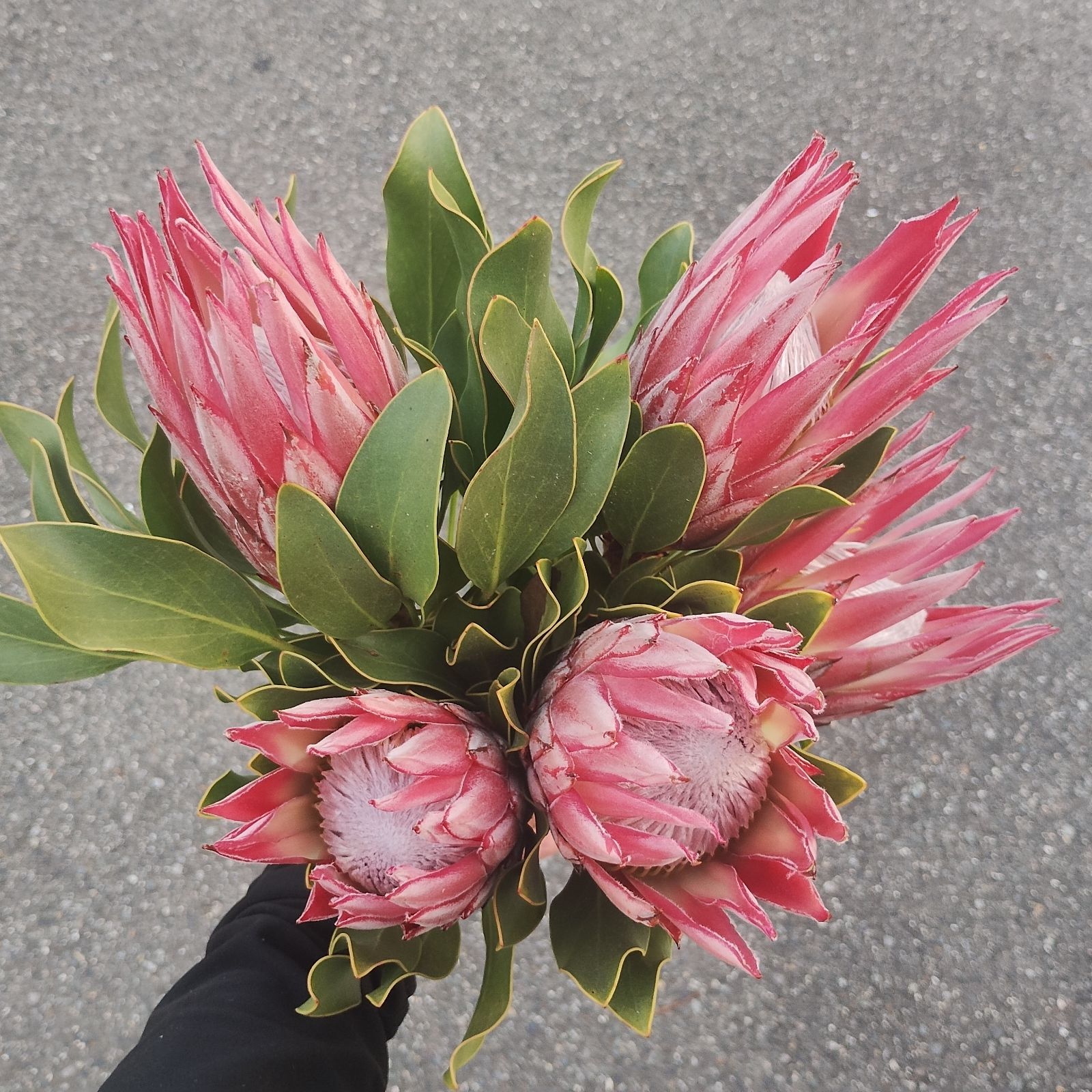 ココフラワーとキングプロテアのグレイッシュなスワッグ プロテアのスワッグ | decora