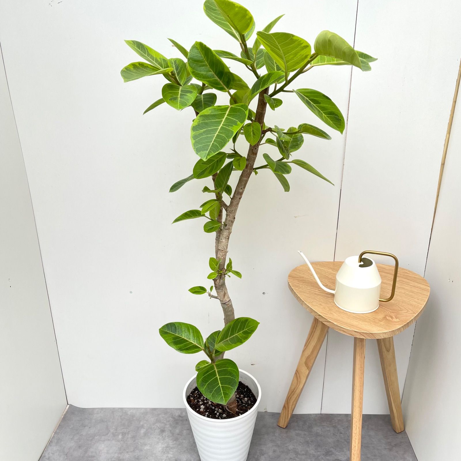 フィカス ウンベラータ 曲がり 大人気 観葉植物 実生 らせん 樹形◎141cm】フィカス ウンベラータ 曲がり 螺旋 仕立て 幹太