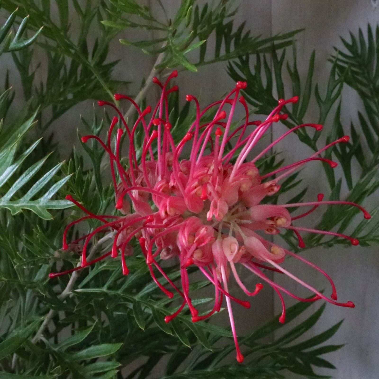 現品】④ スワンプ バンクシア 6号 オージープランツ ② 楽天市場