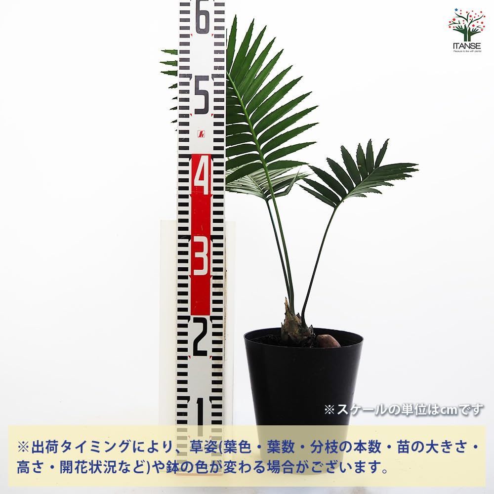スピヌロスム